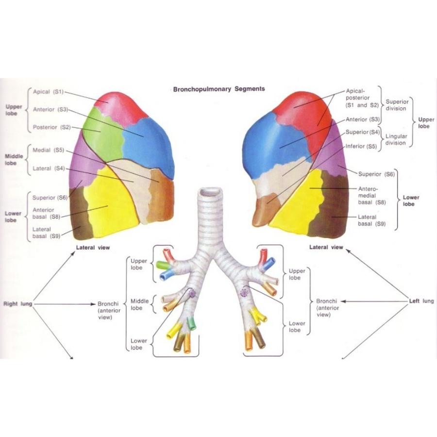 Iyengar Yoga: Lungs & breathing difficulties